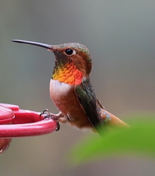 Allen's Hummingbird - ML647475424