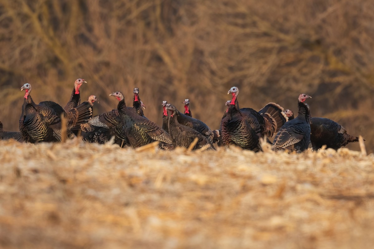 シチメンチョウ - ML647475429