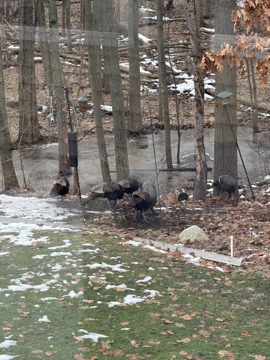 シチメンチョウ - ML647475444