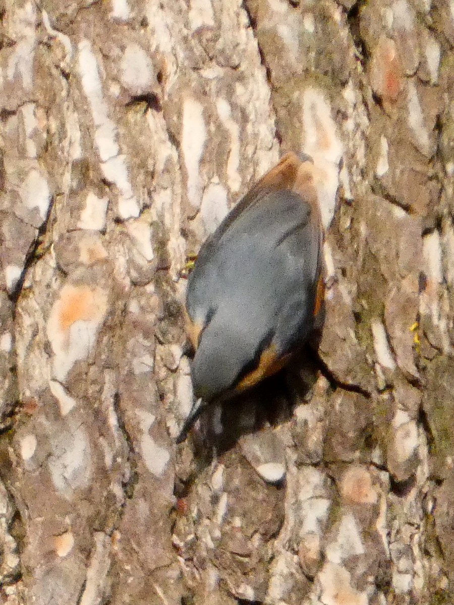 Eurasian Nuthatch - ML647475465