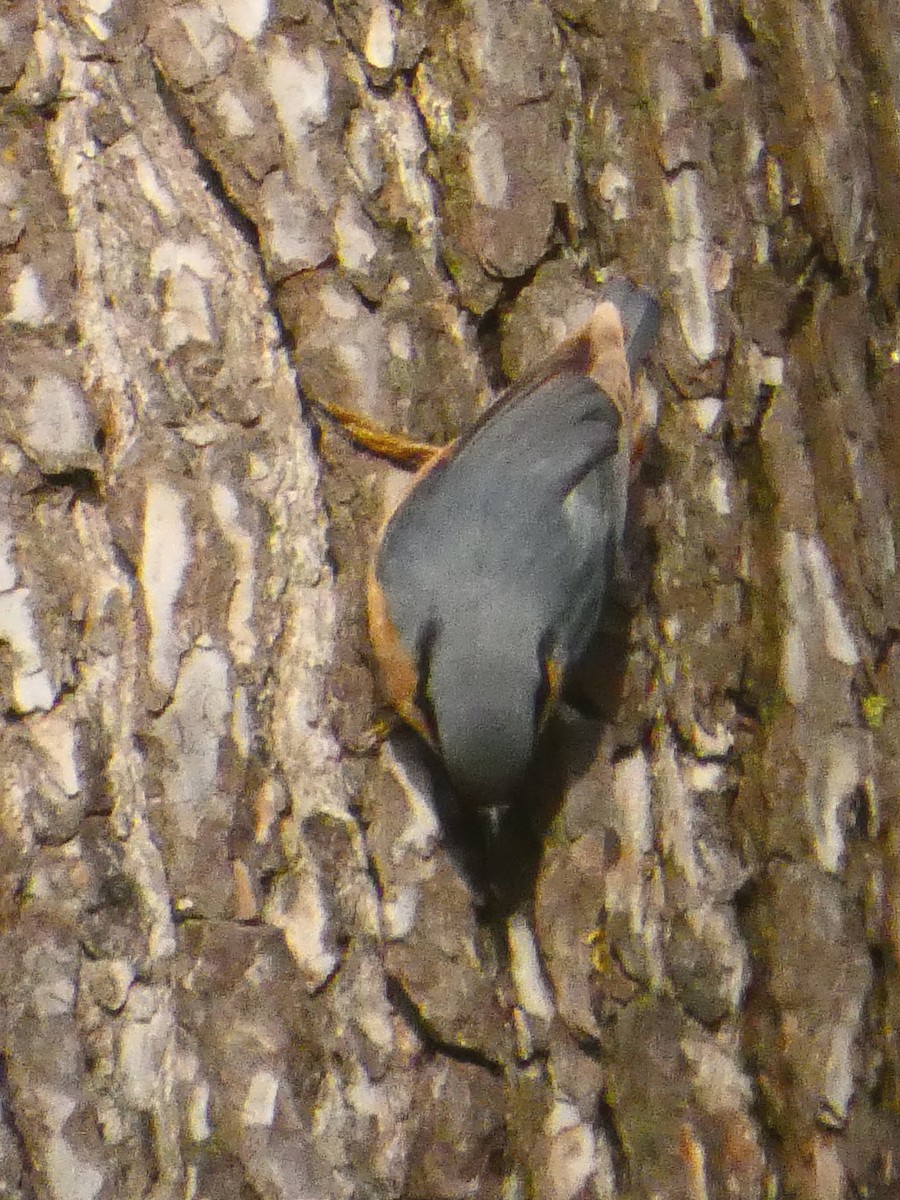 Eurasian Nuthatch - ML647475466