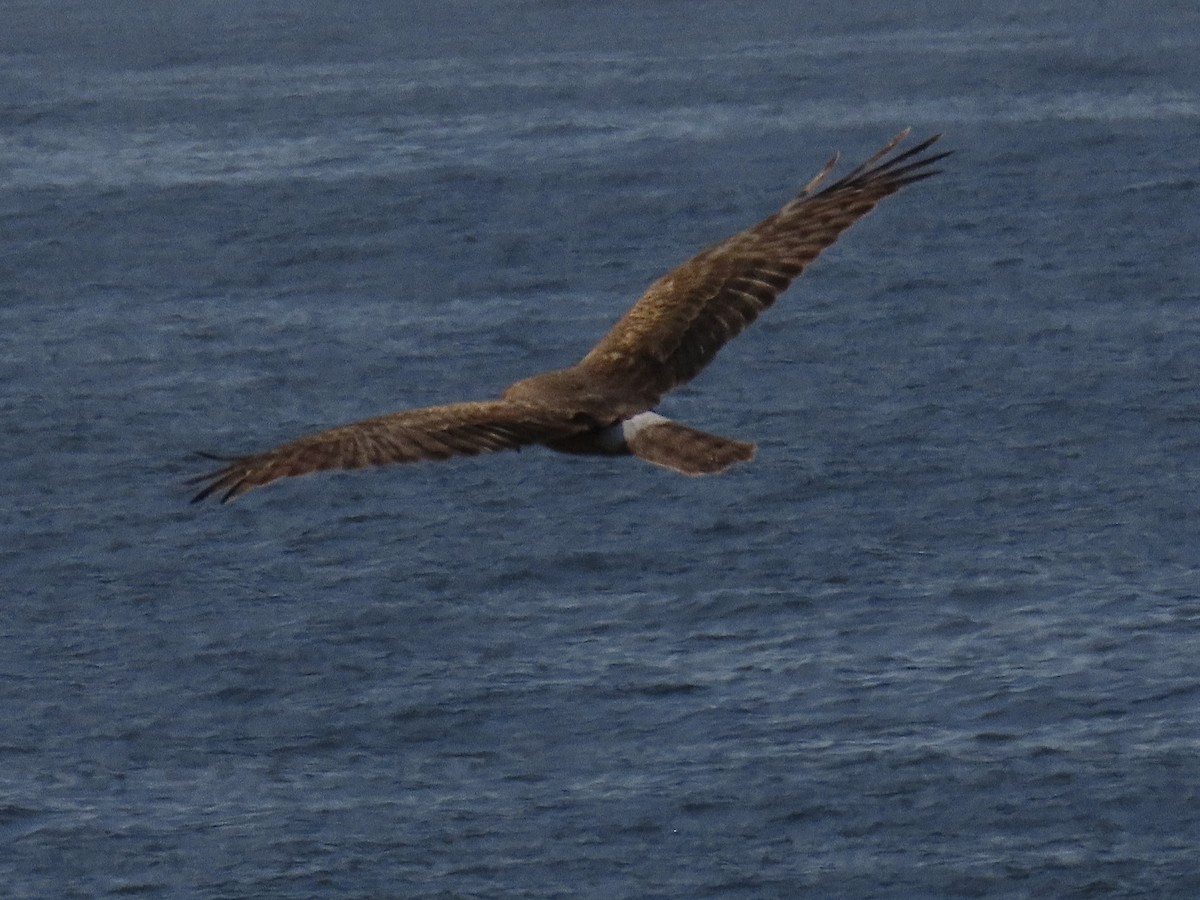 Northern Harrier - ML647475475