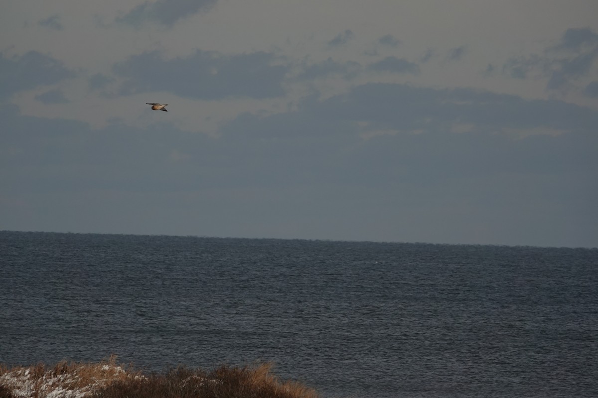 Short-eared Owl - ML647475480