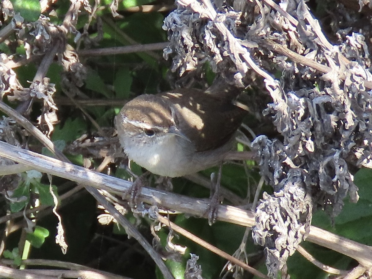 Troglodyte de Bewick - ML647475493