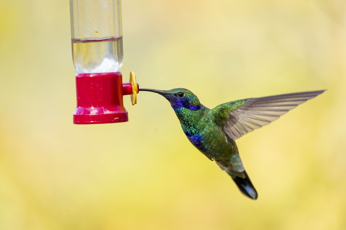 Sparkling Violetear - ML647475610