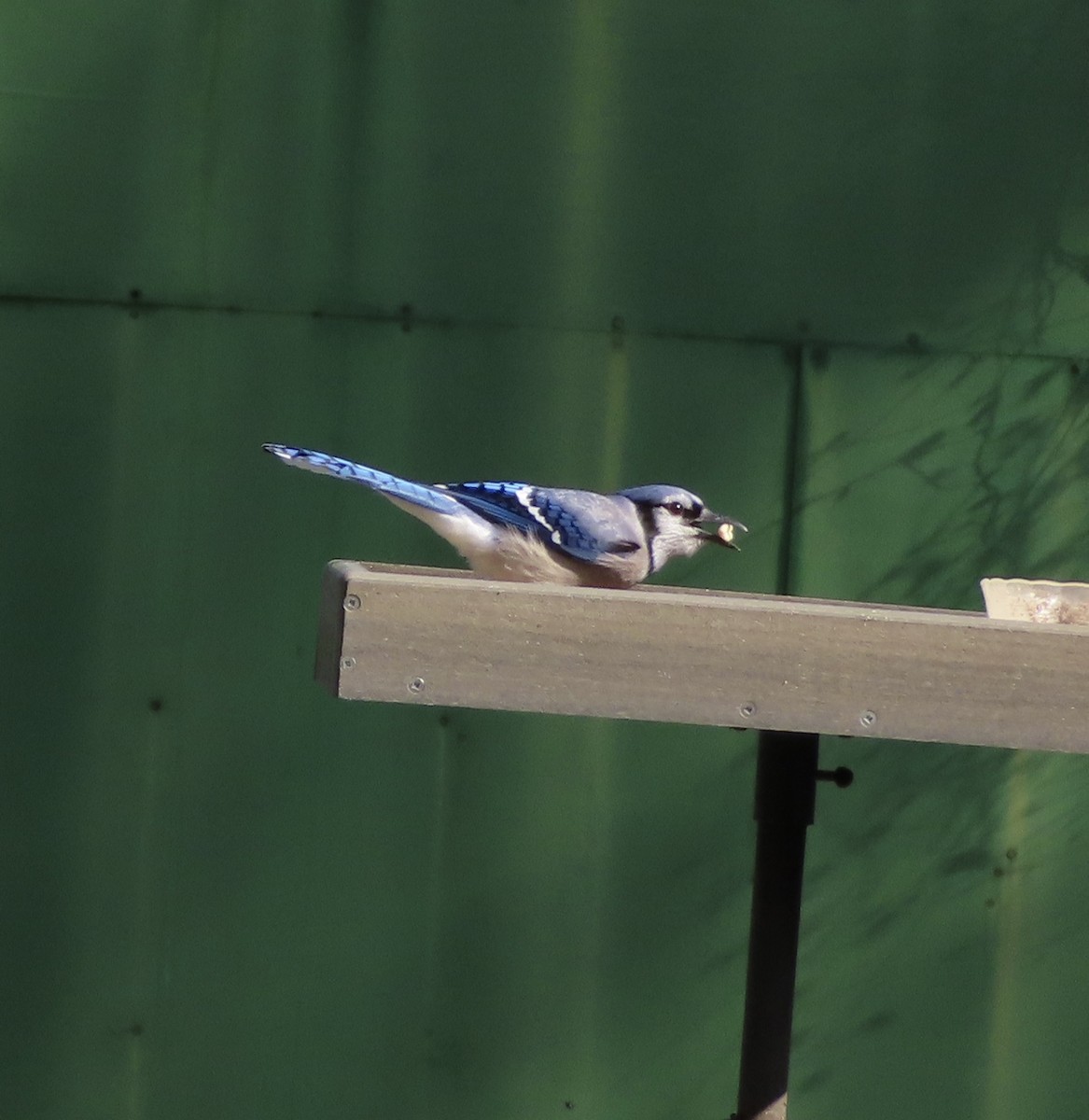 Blue Jay - ML647475634