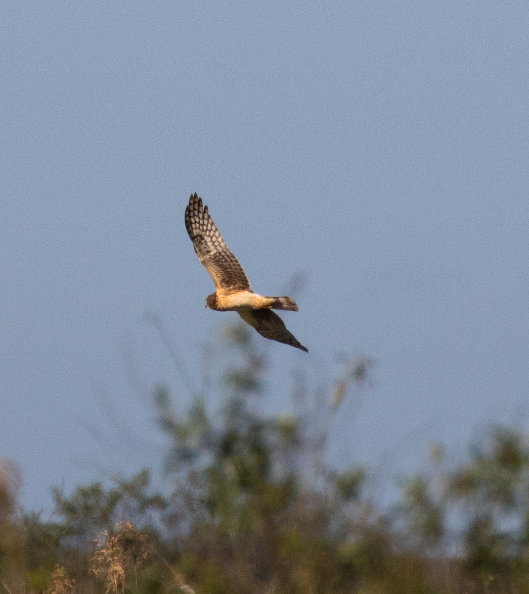 Northern Harrier - ML647475661