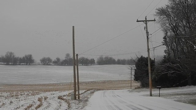 husa sněžní - ML647475692