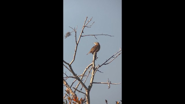 Eastern Meadowlark - ML647475710