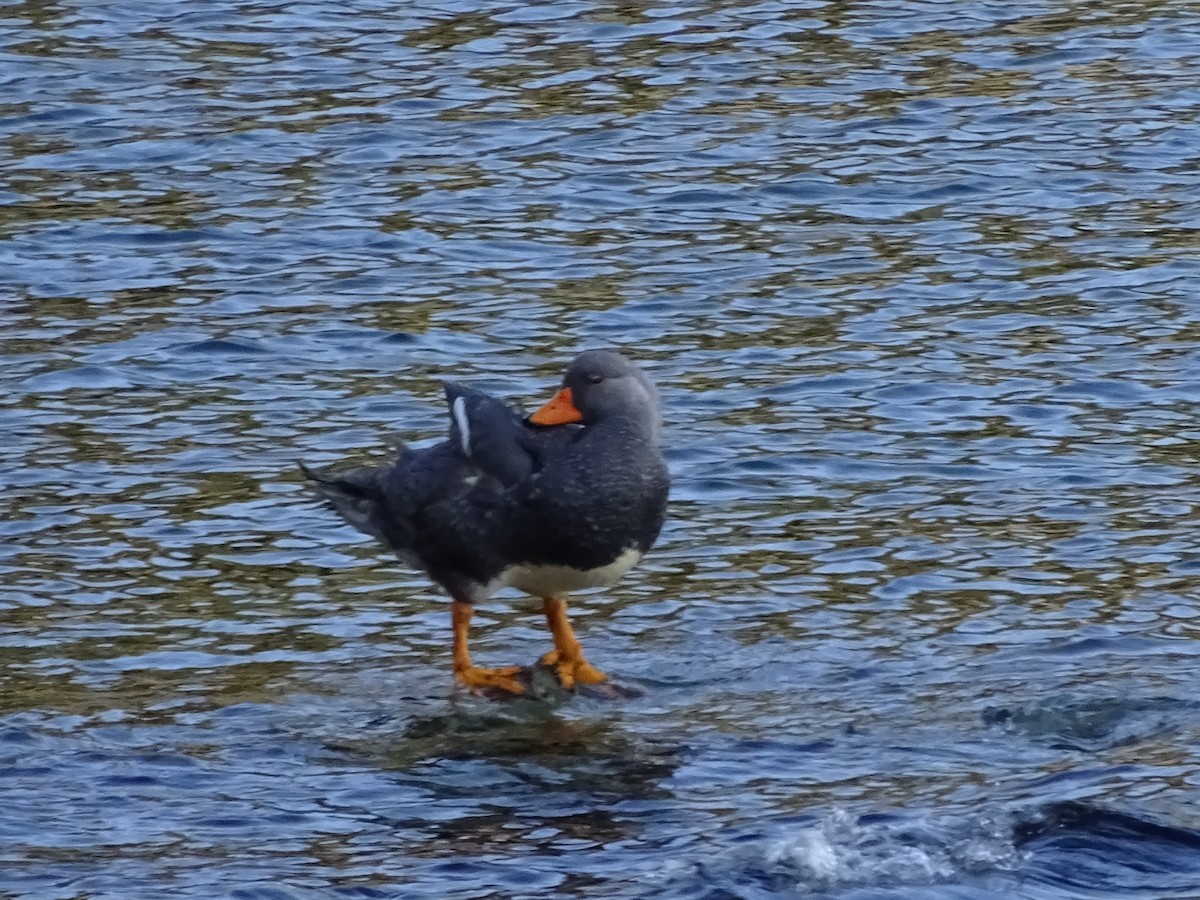 オオフナガモ - ML647475725