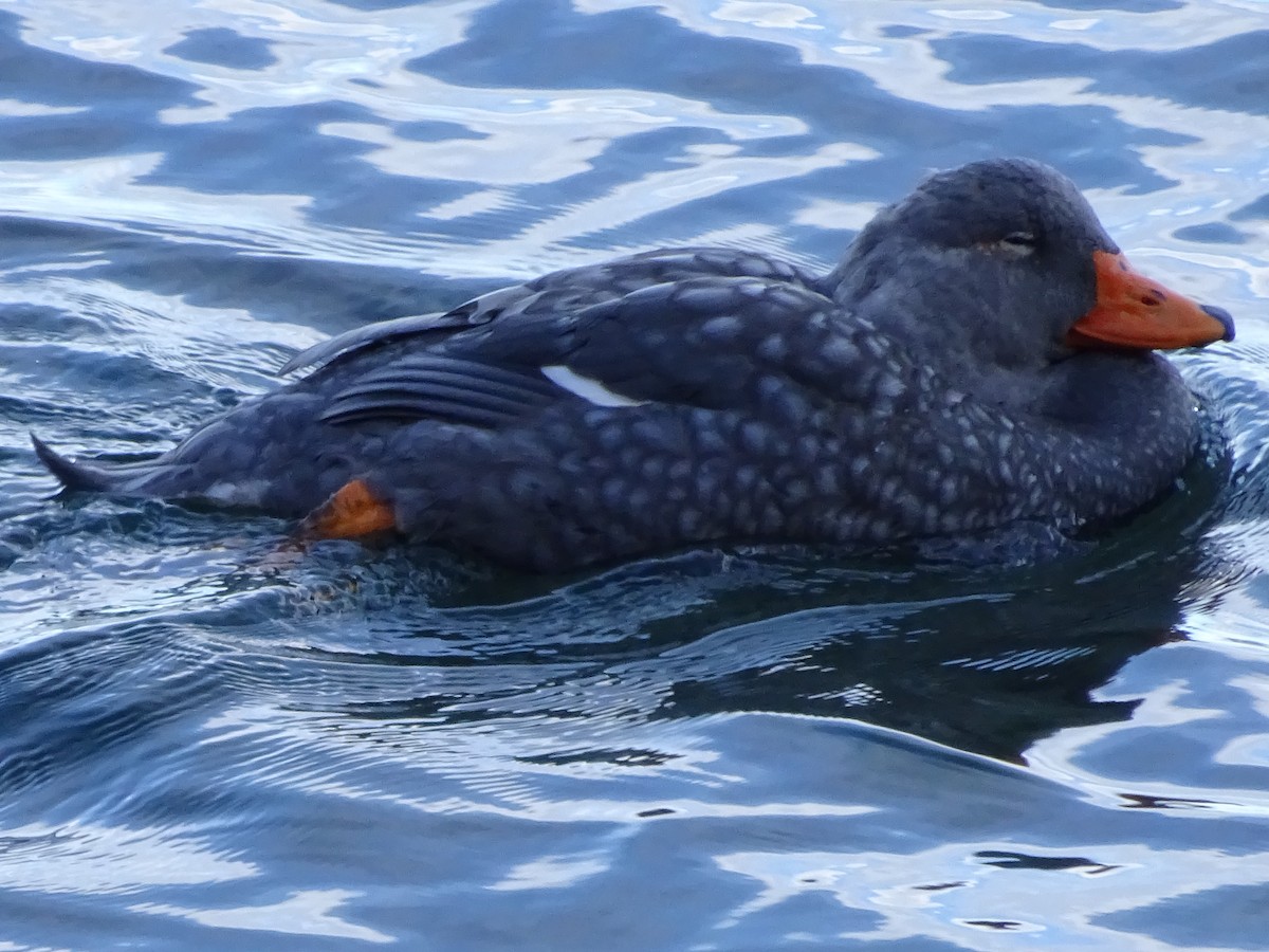 オオフナガモ - ML647475726