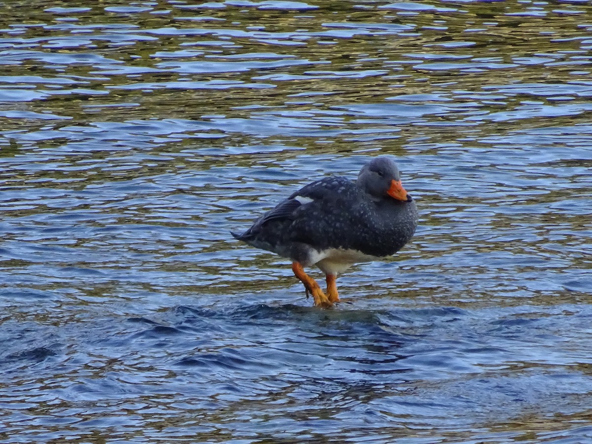 オオフナガモ - ML647475727