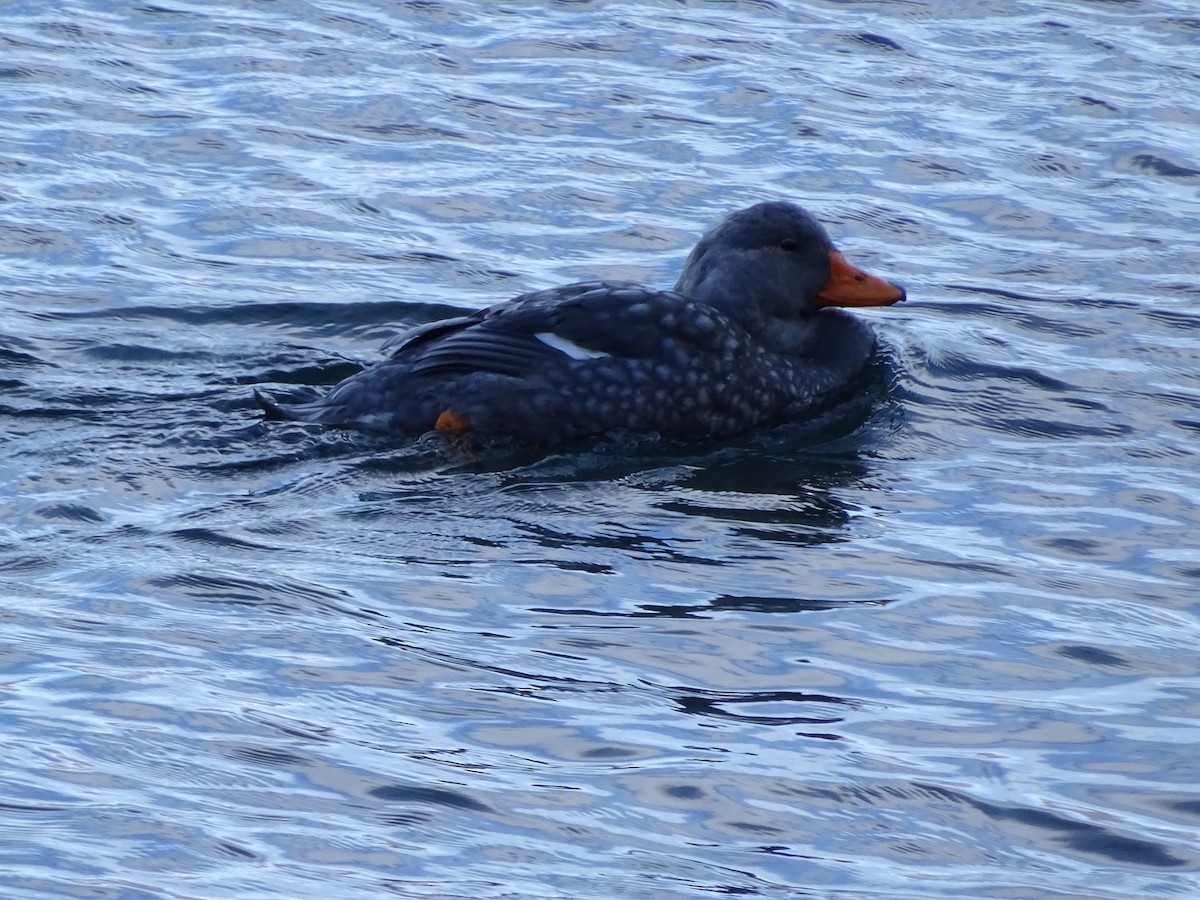 オオフナガモ - ML647475728