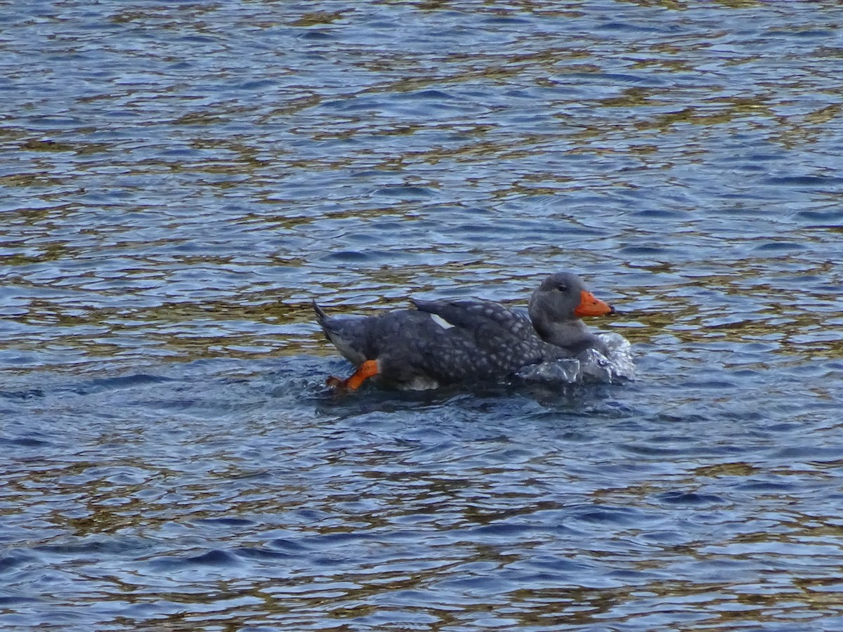 オオフナガモ - ML647475729