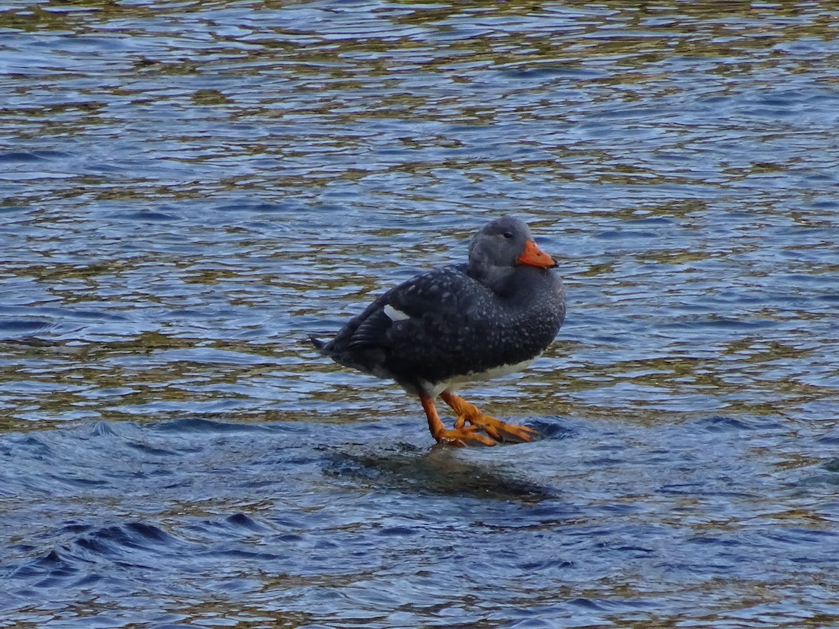 オオフナガモ - ML647475730