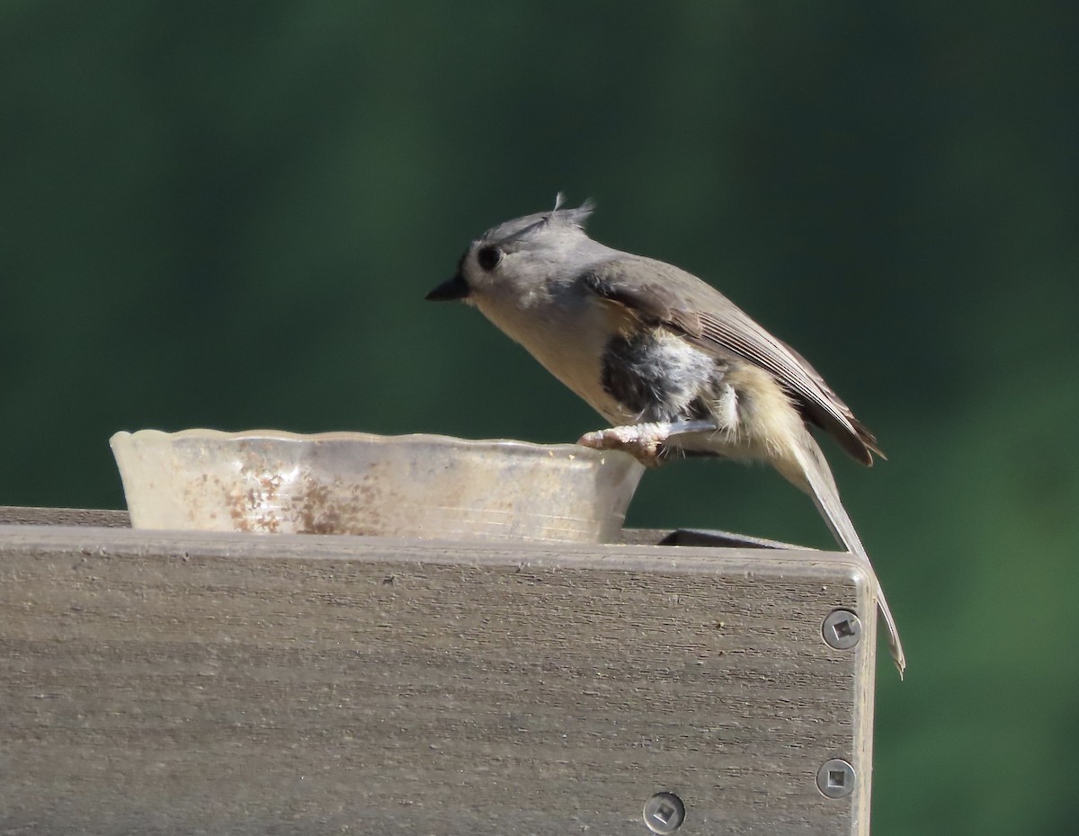 Tufted Titmouse - ML647475758
