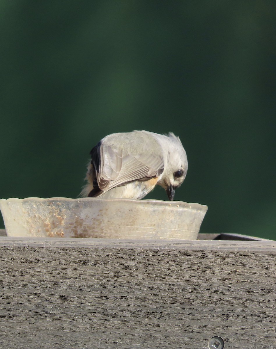 Tufted Titmouse - ML647475759