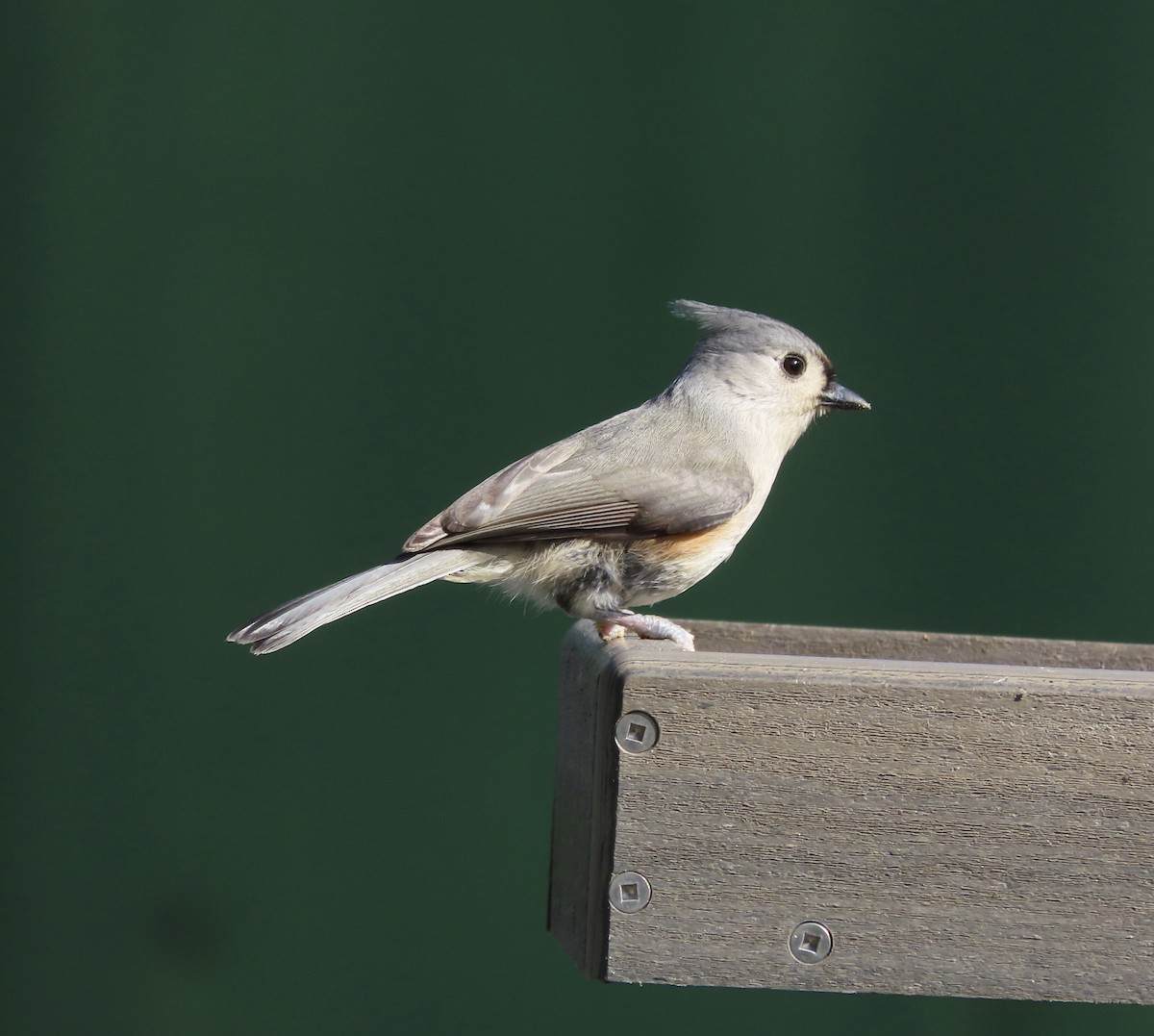 Tufted Titmouse - ML647475760
