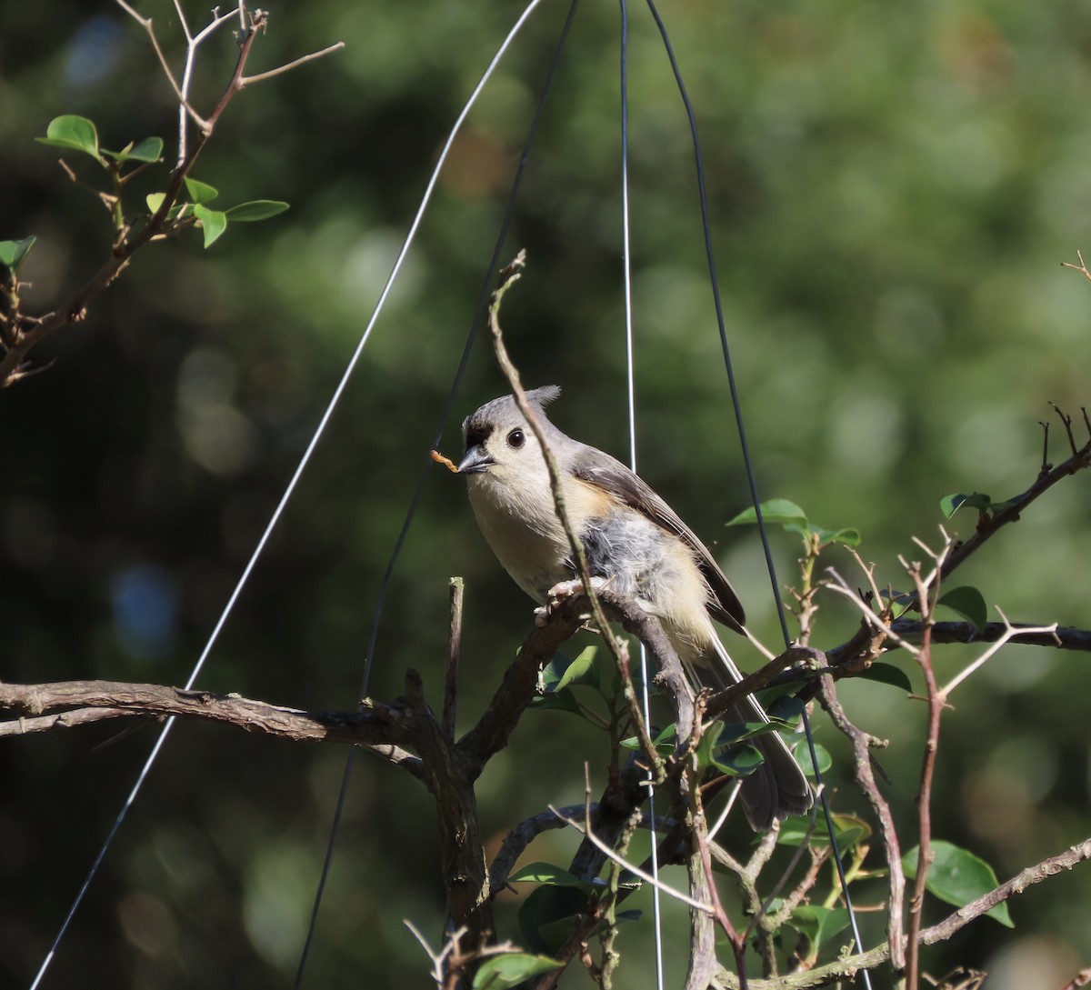 Tufted Titmouse - ML647475761