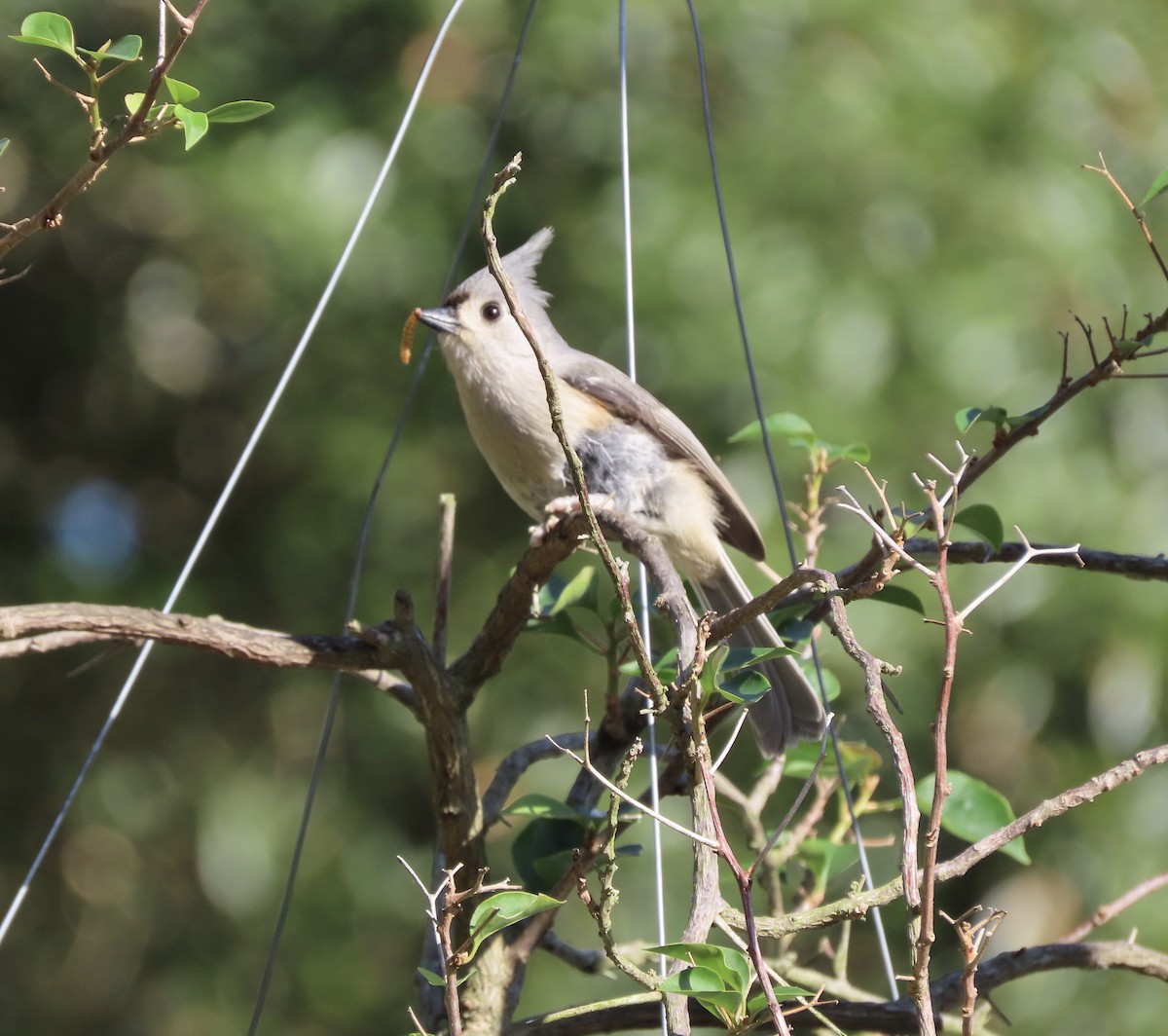 Tufted Titmouse - ML647475762