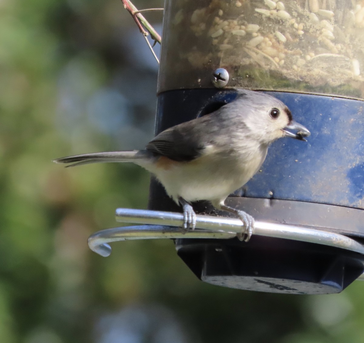 Tufted Titmouse - ML647475763