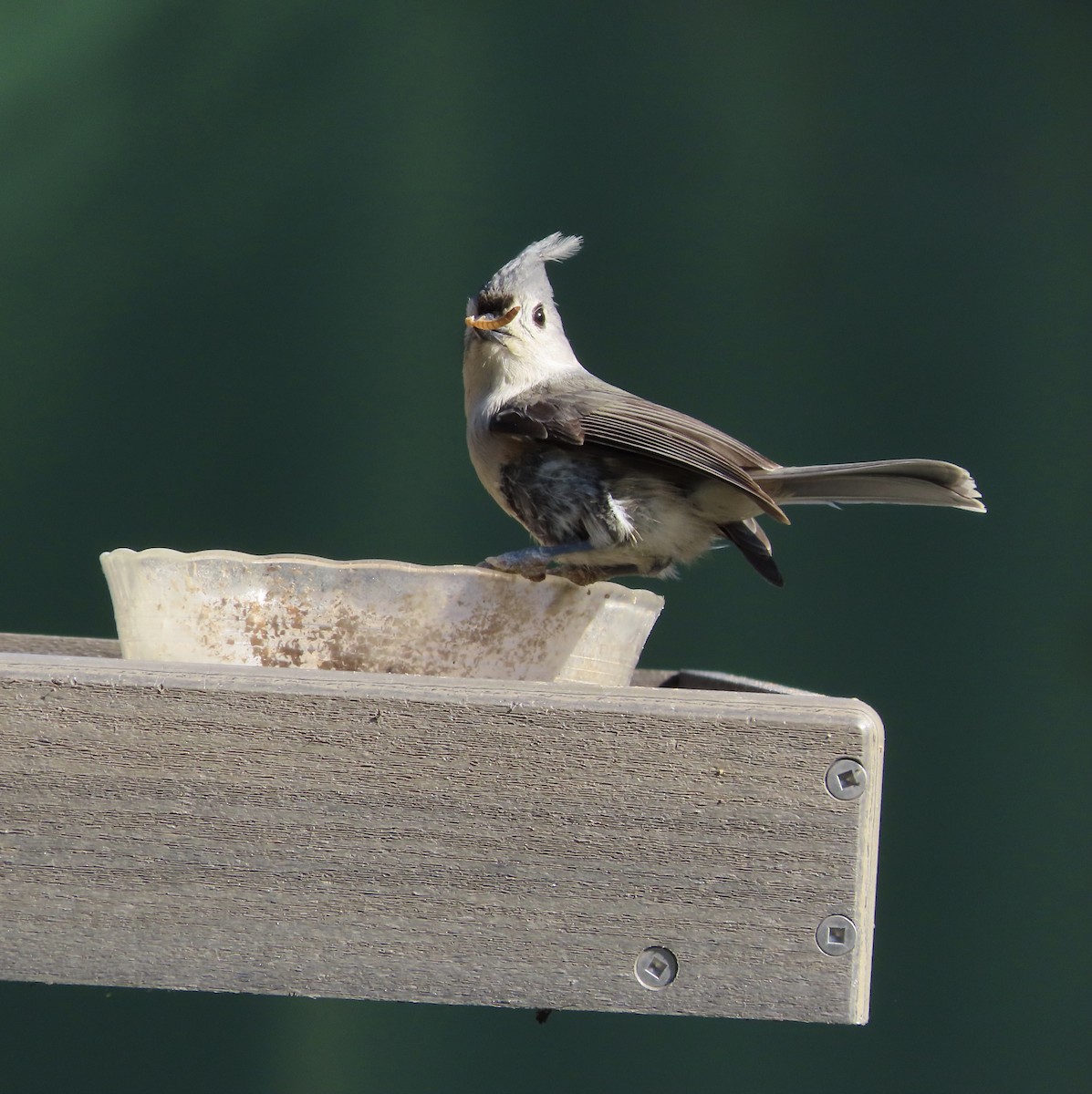 Tufted Titmouse - ML647475764