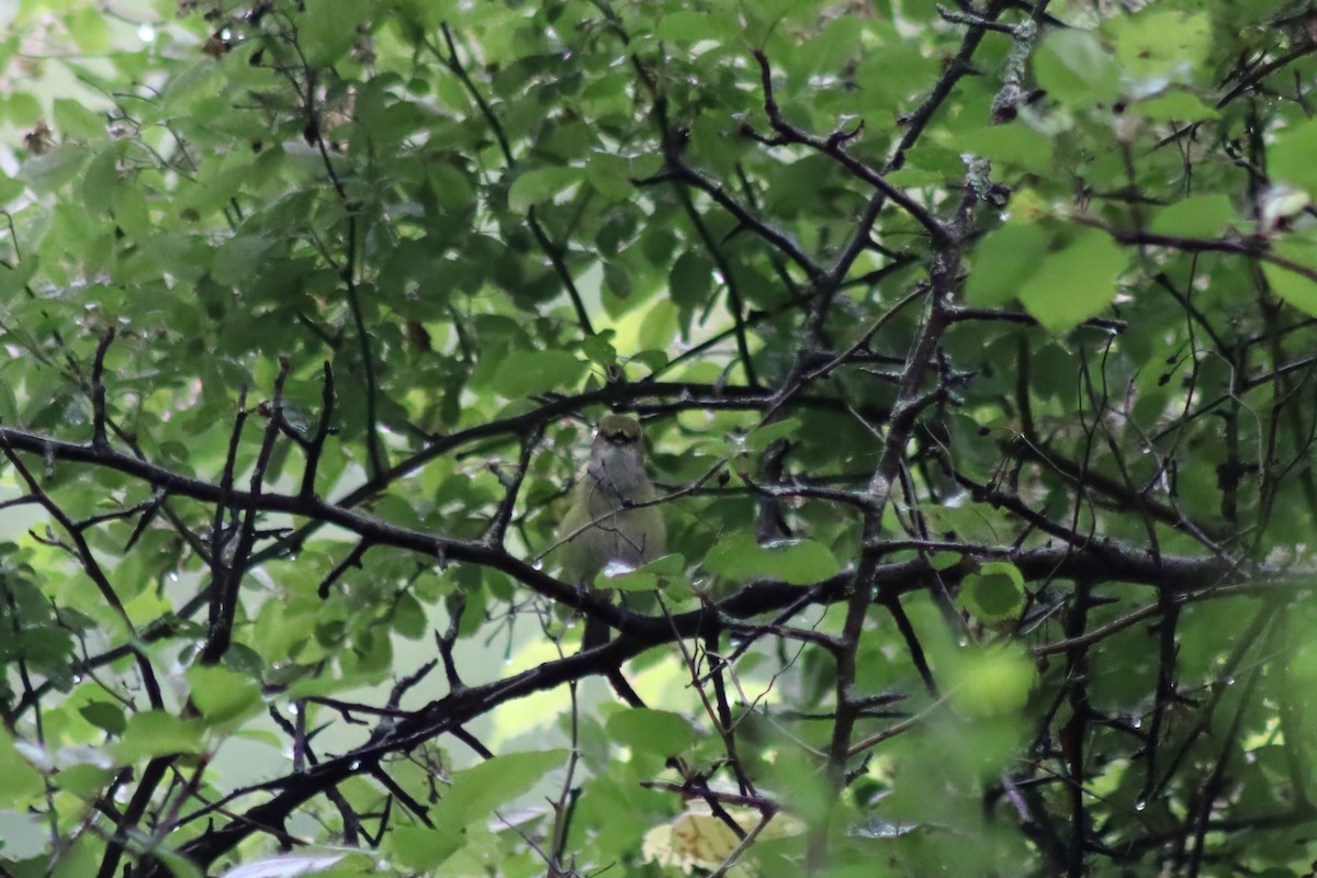 White-eyed Vireo - ML647475768