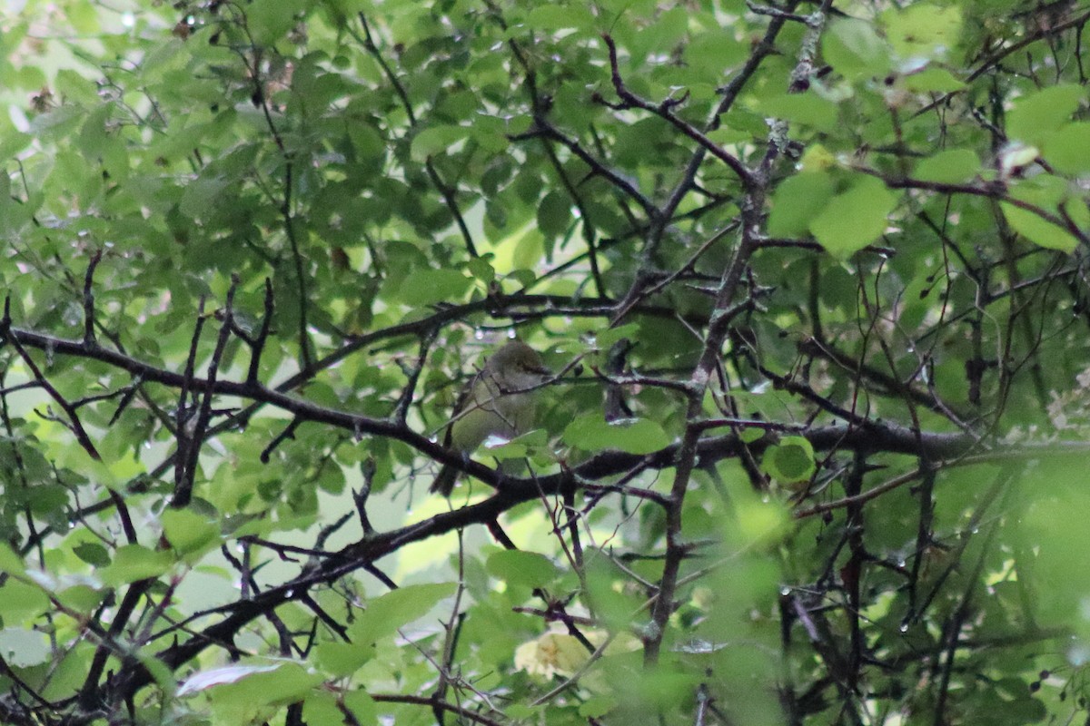 White-eyed Vireo - ML647475769