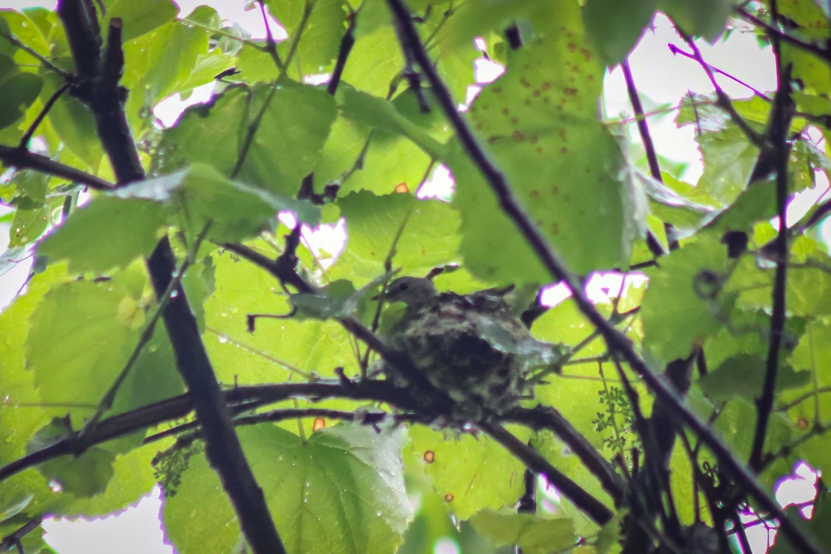 Kızıl Kuyruklu Ötleğen - ML647475780