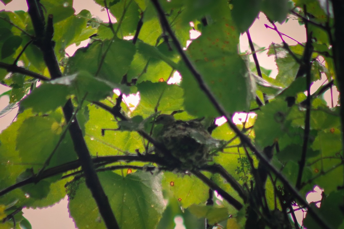 Kızıl Kuyruklu Ötleğen - ML647475781