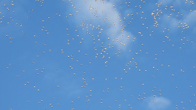 husa sněžní - ML647475783