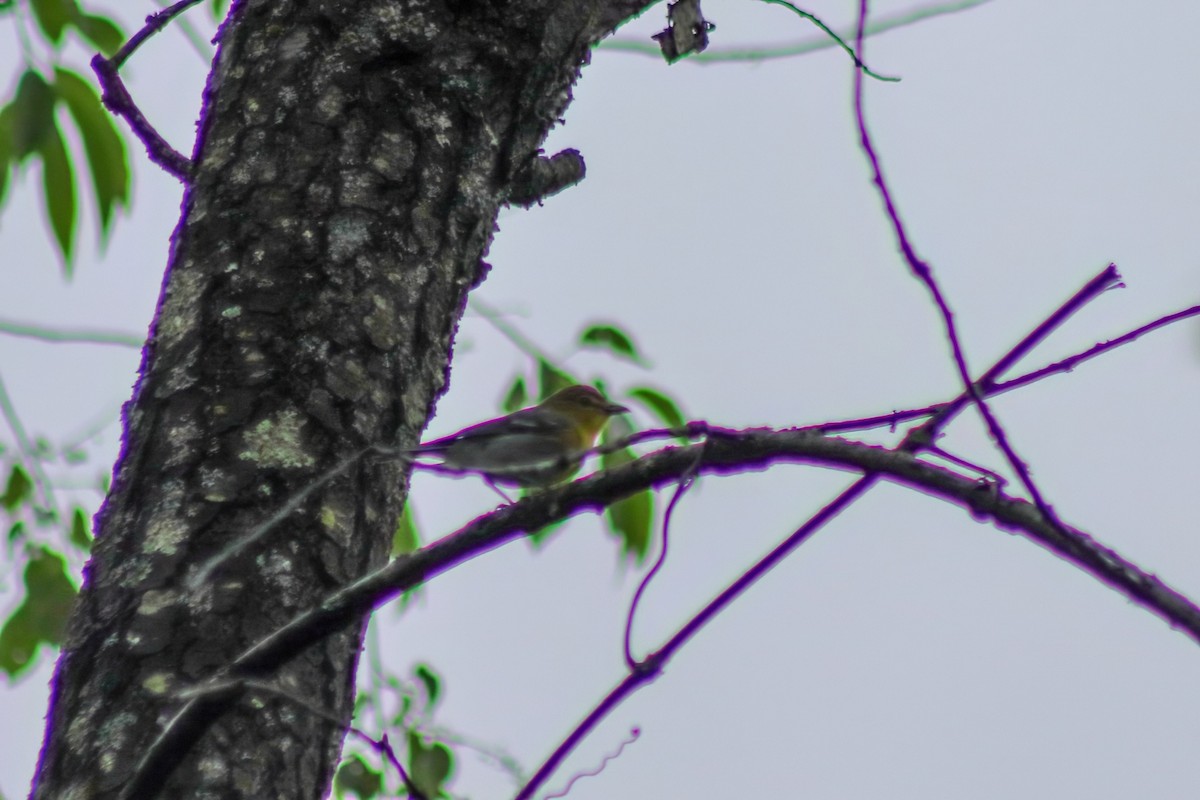 Yellow-throated Vireo - ML647475800