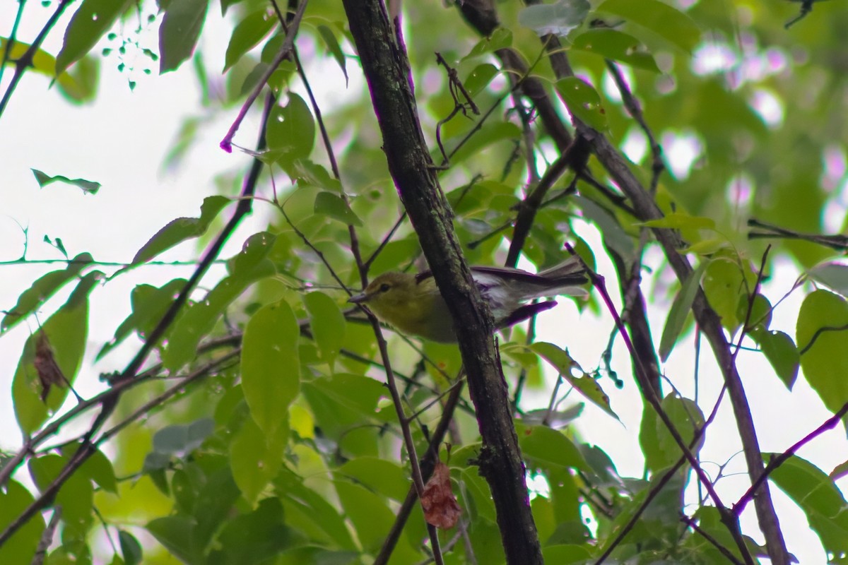 Yellow-throated Vireo - ML647475801