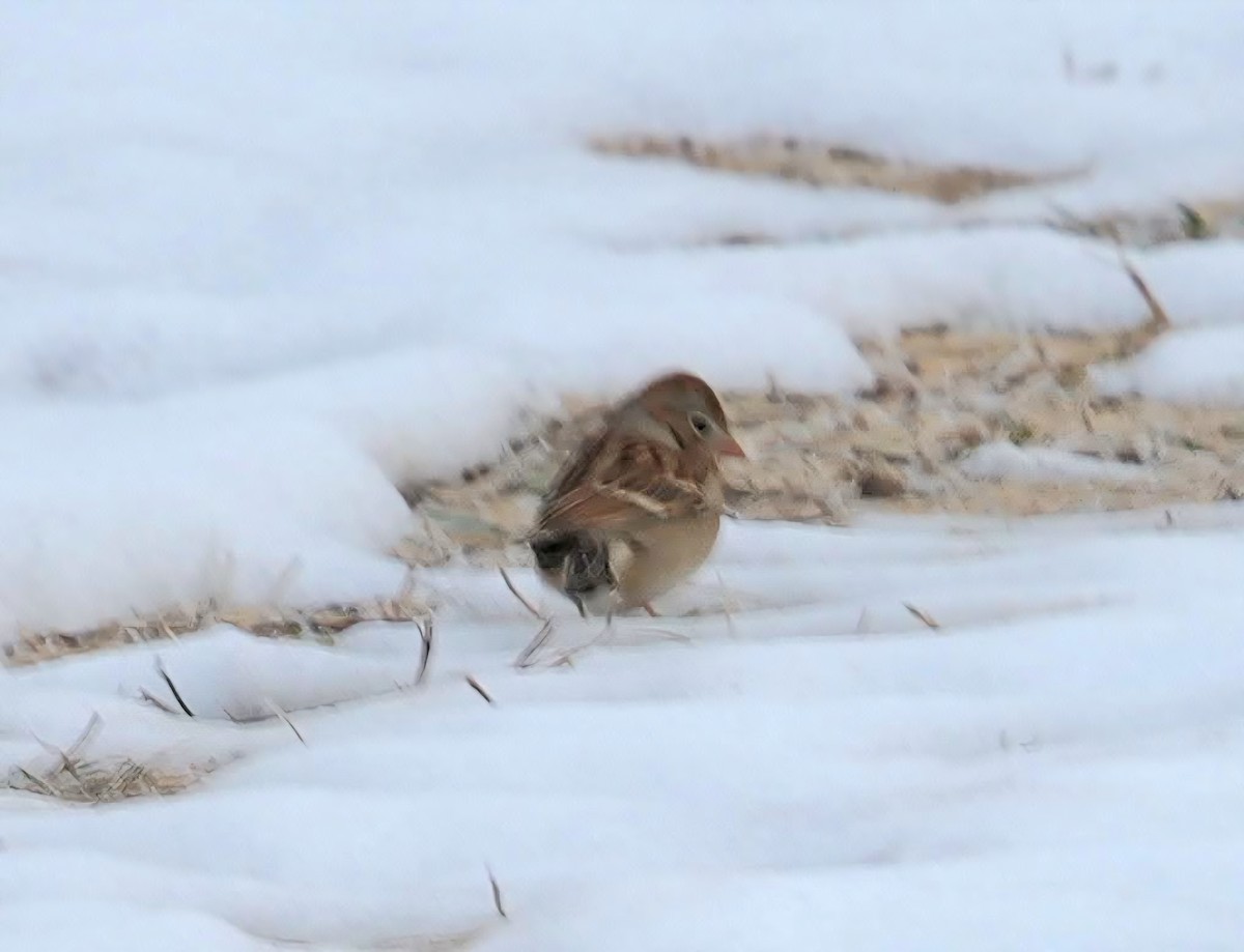 Field Sparrow - ML647475810