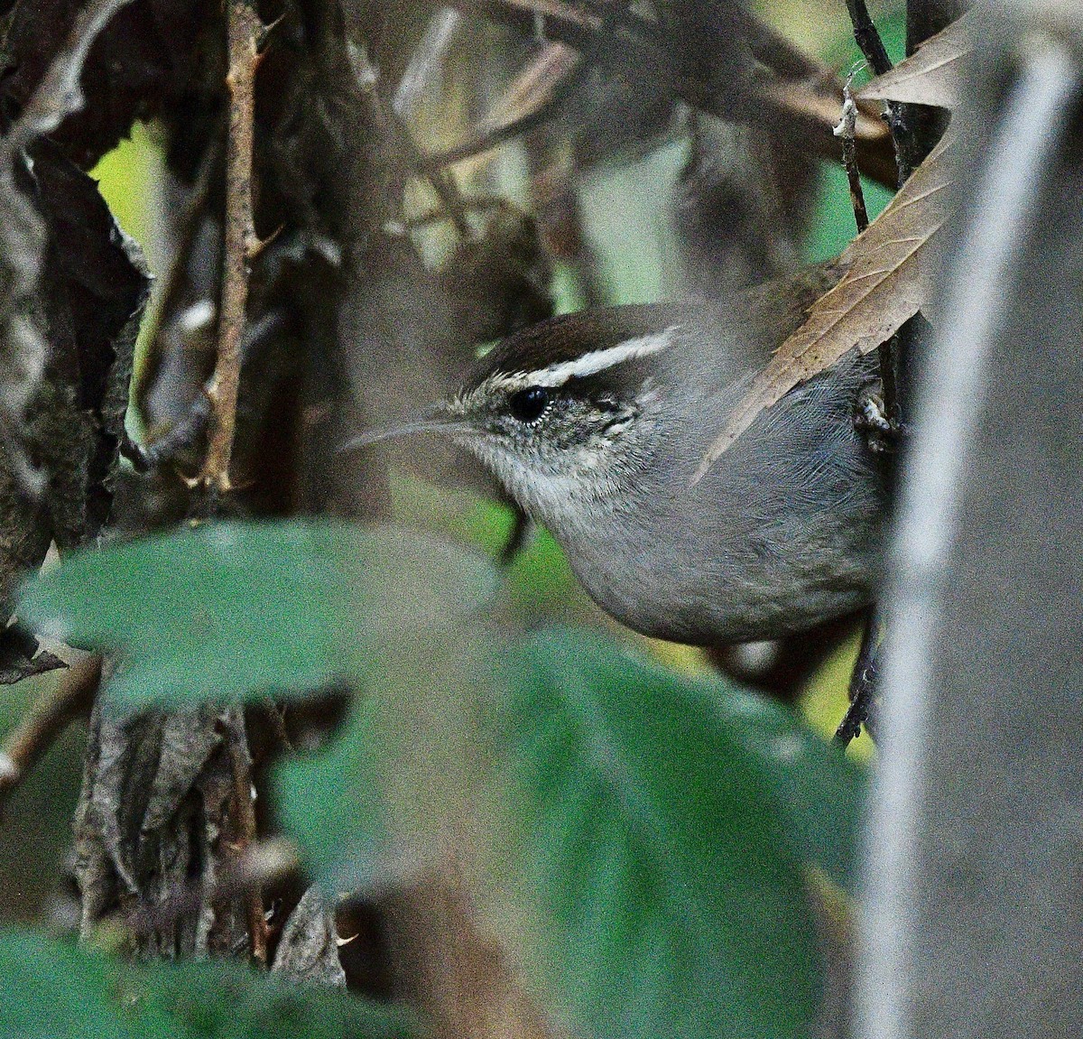 Troglodyte de Bewick - ML647475815