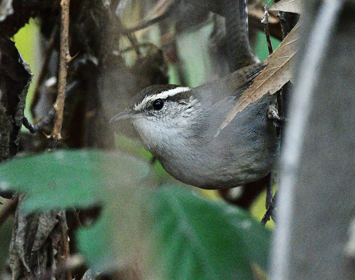 Troglodyte de Bewick - ML647475817