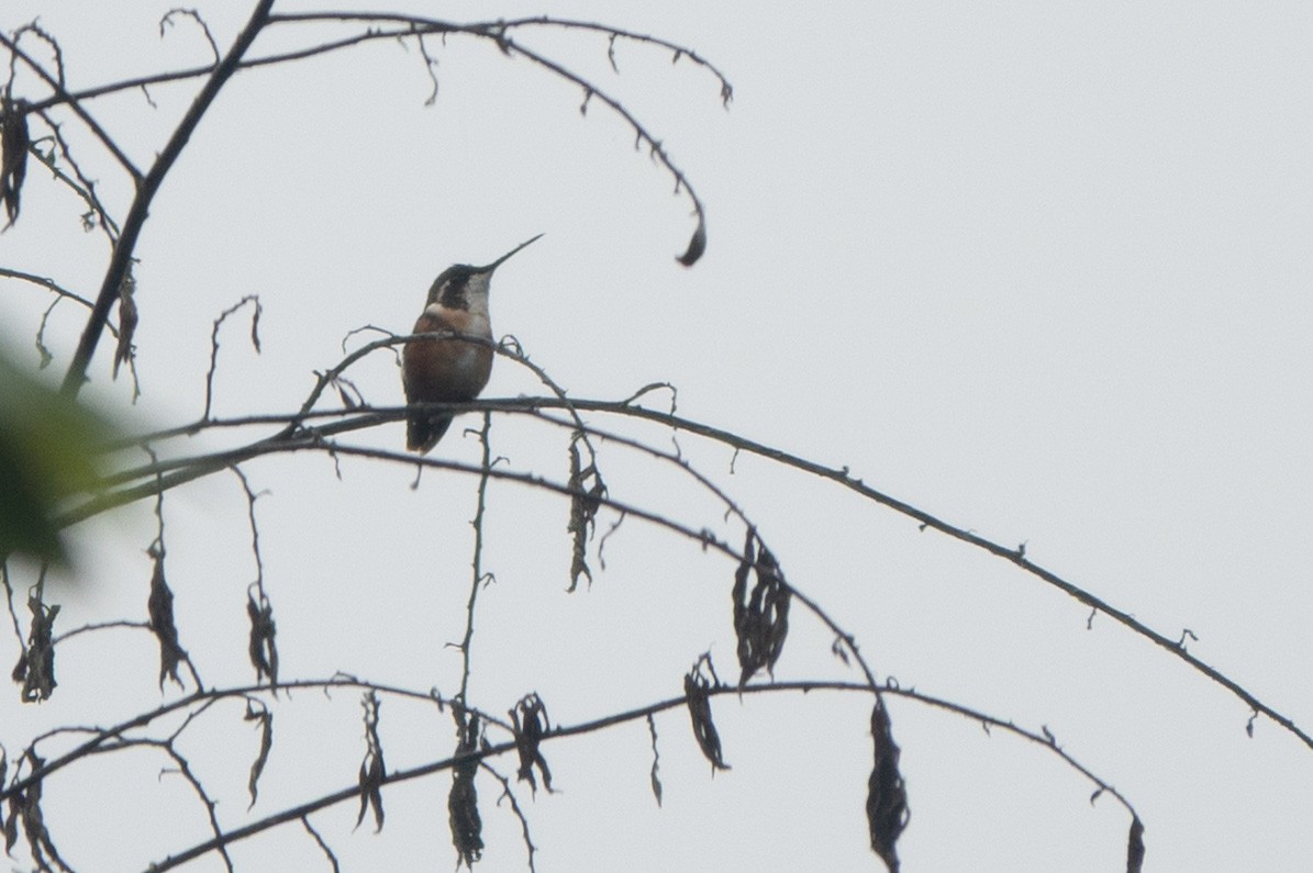 White-bellied Woodstar - ML647475841