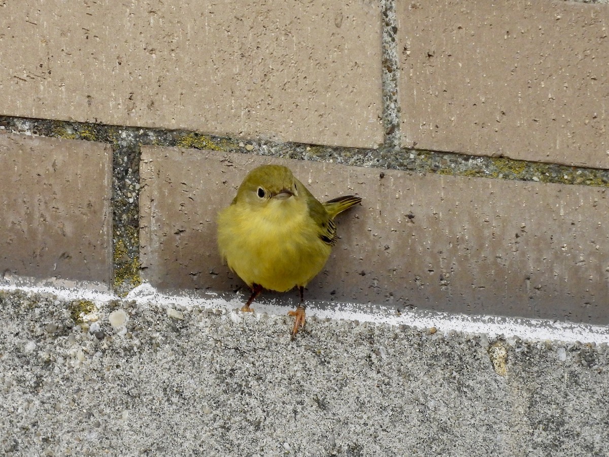 Northern Yellow Warbler - ML647475849
