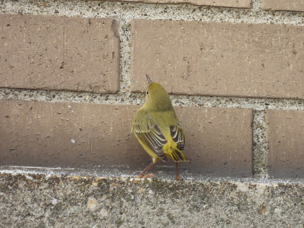 Northern Yellow Warbler - ML647475850
