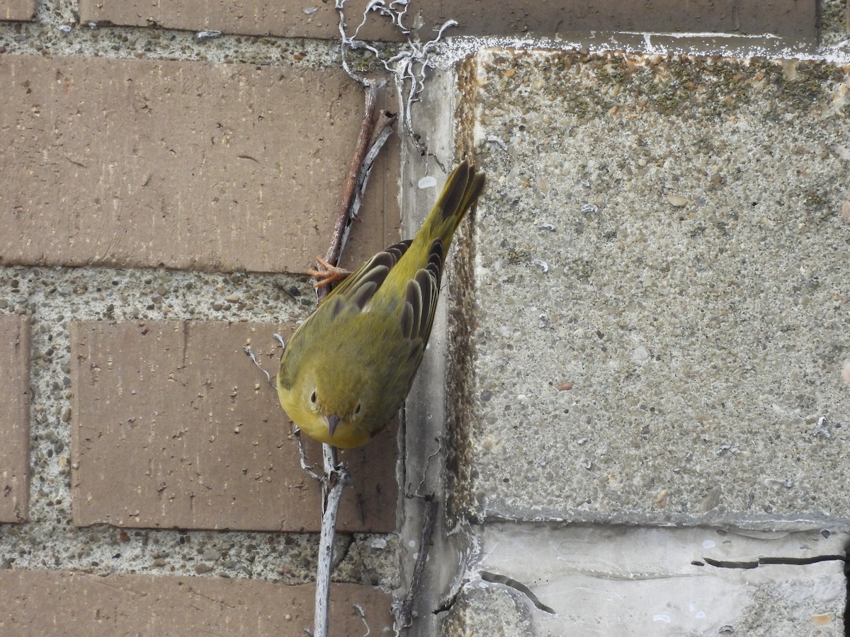 Northern Yellow Warbler - ML647475851