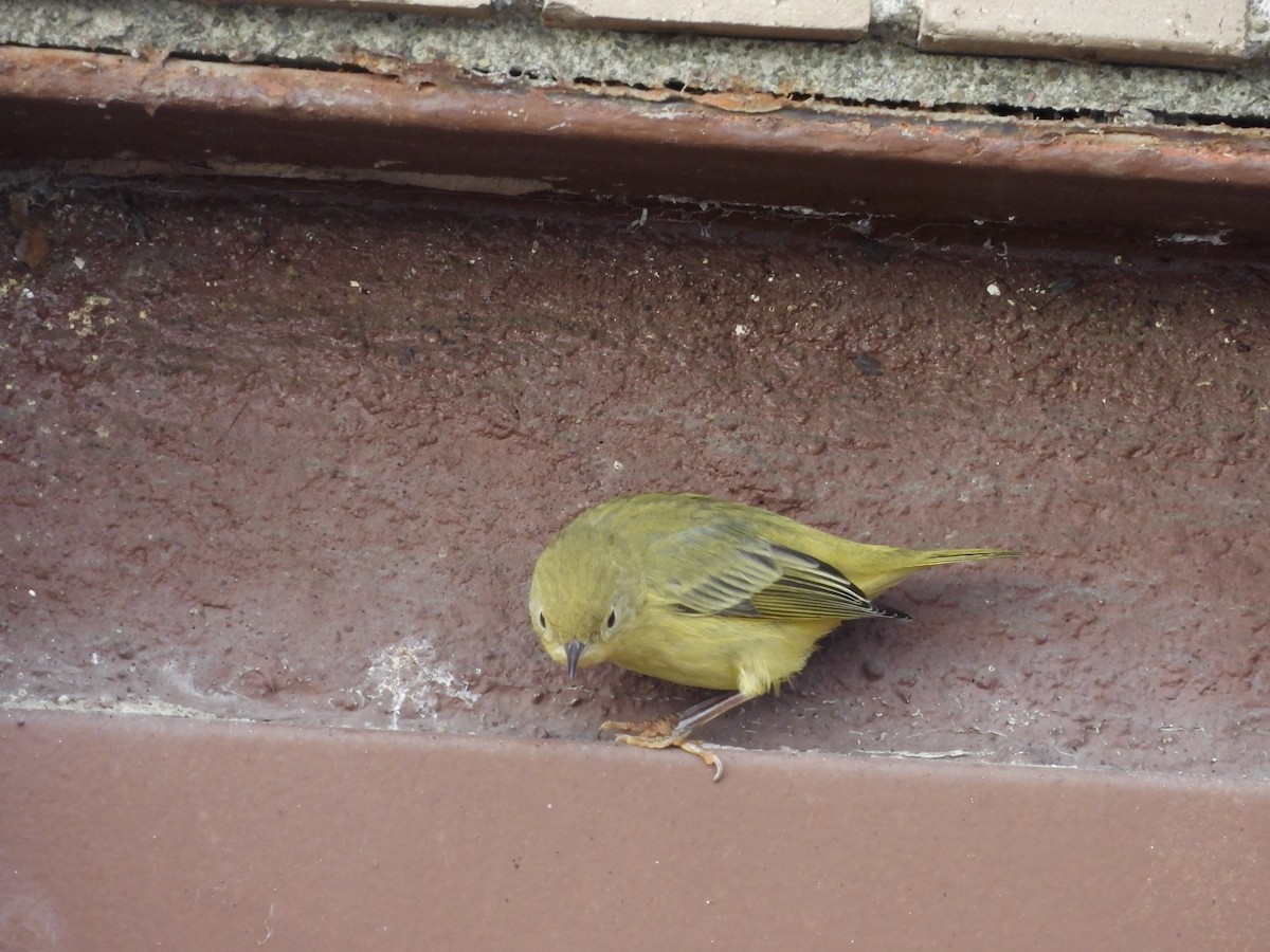 Northern Yellow Warbler - ML647475852