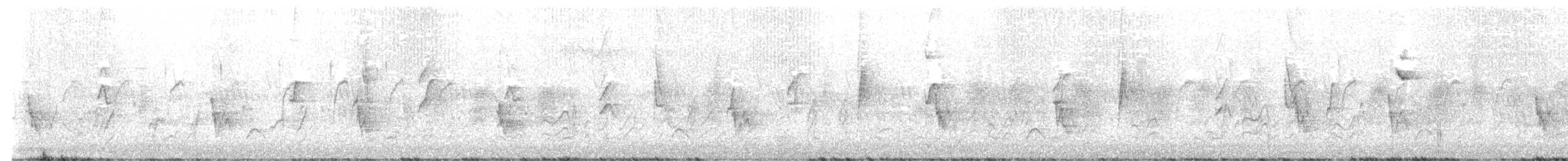 dominikanerenke - ML647475853