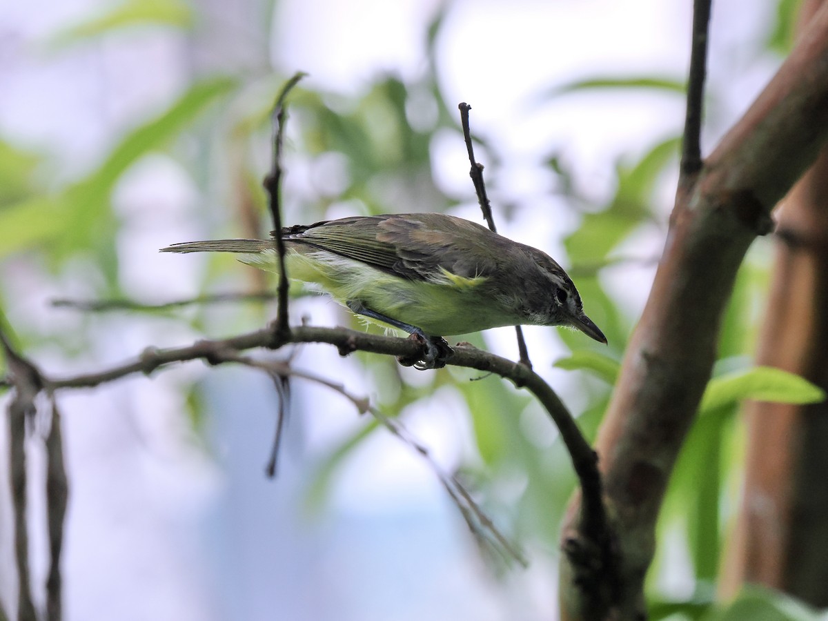 Brown-capped Vireo - ML647475905