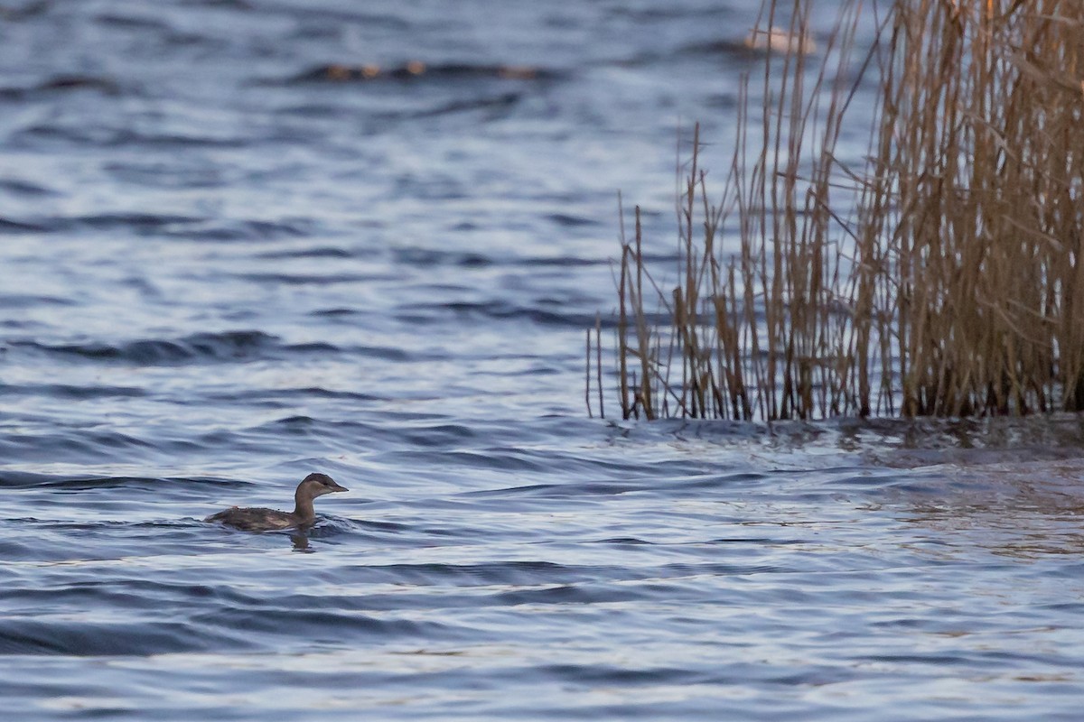 Little Grebe - ML647475916
