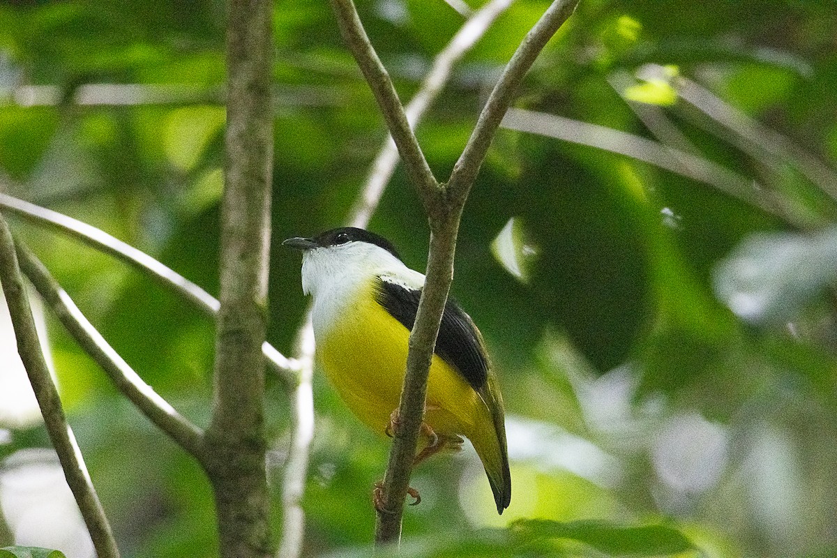 Ak Boyunlu Manakin - ML647475923