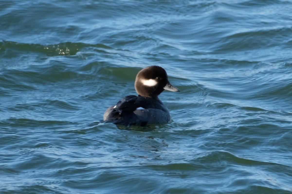 Гоголь-головастик - ML647475940