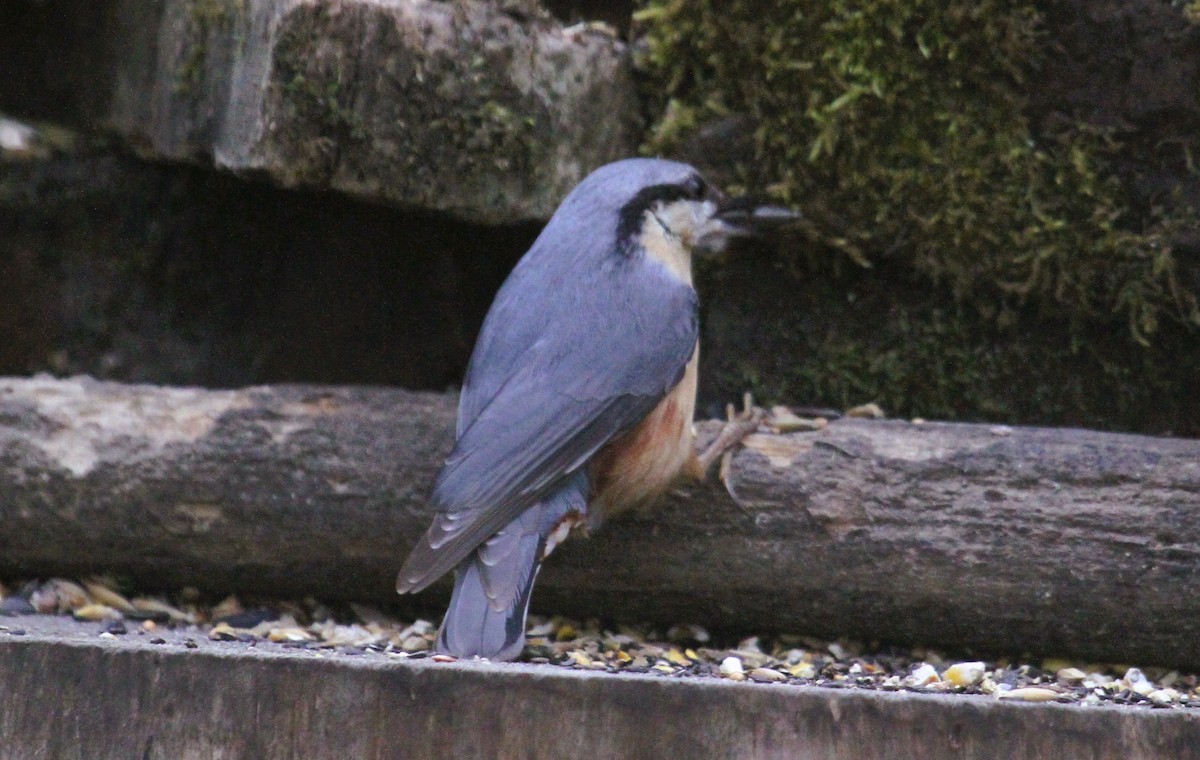 Eurasian Nuthatch - ML647475943