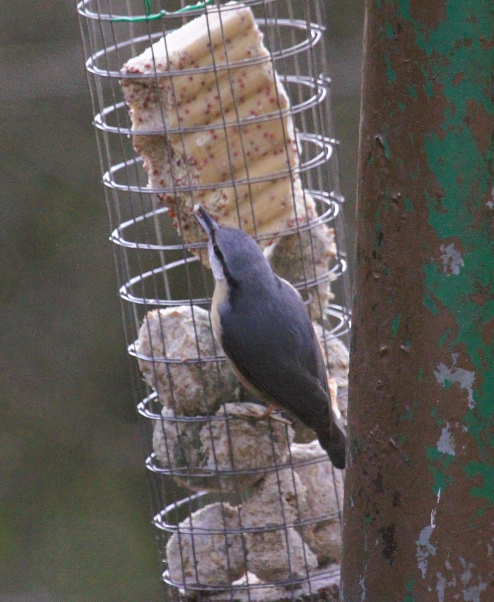 Eurasian Nuthatch - ML647475944