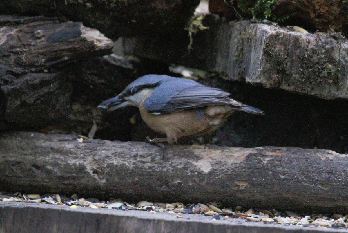 Eurasian Nuthatch - ML647475945