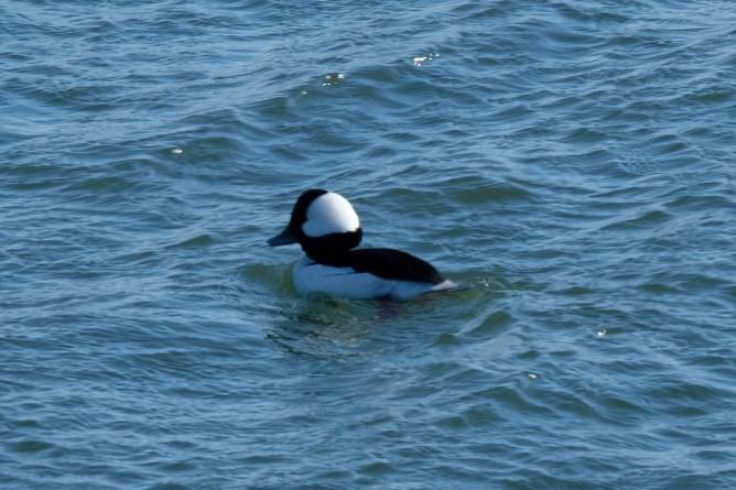 Гоголь-головастик - ML647475953